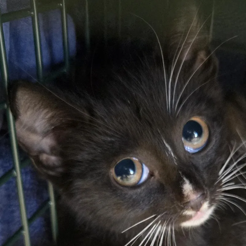 A baby small-sized female Black Domestic Short Hair cat named Freedom for adoption in Newark, NJ