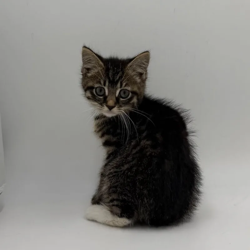 A baby medium-sized female Domestic Short Hair cat named Tong Click for adoption in State College, PA