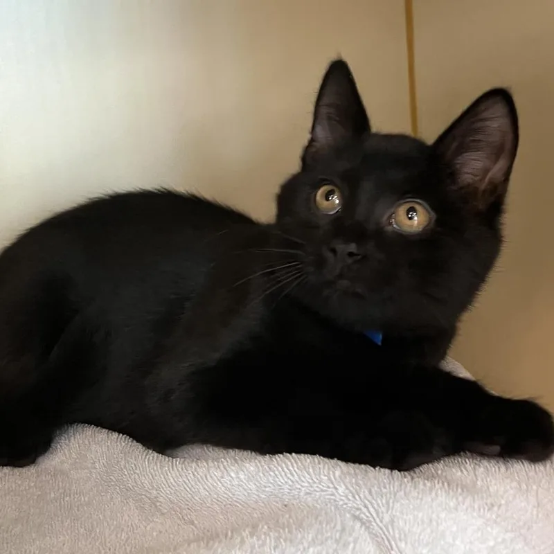 A baby small-sized male Domestic Short Hair cat named Spencer for adoption in Fairport, NY