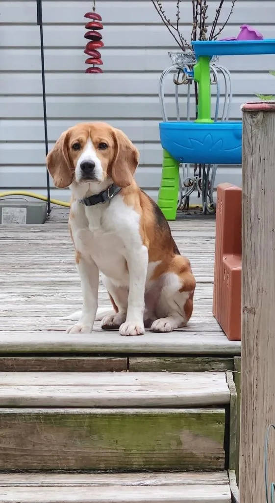 A young medium-sized male Beagle dog named Hank aka Bruno for adoption in Bristol, WI