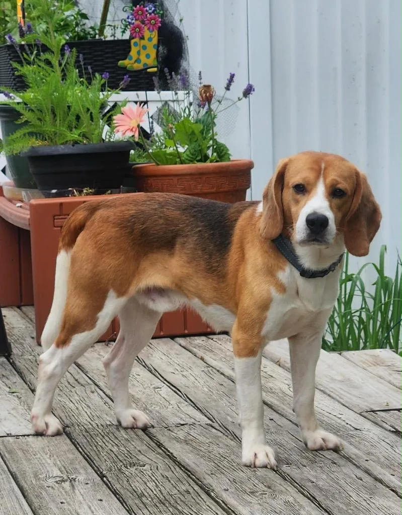 Hank aka Bruno thumbnail 3