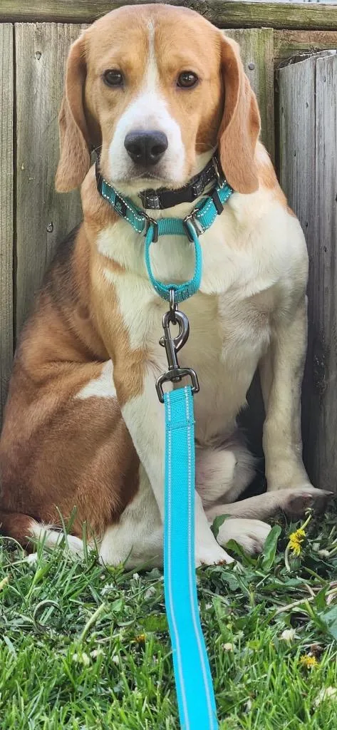 Hank aka Bruno thumbnail 4