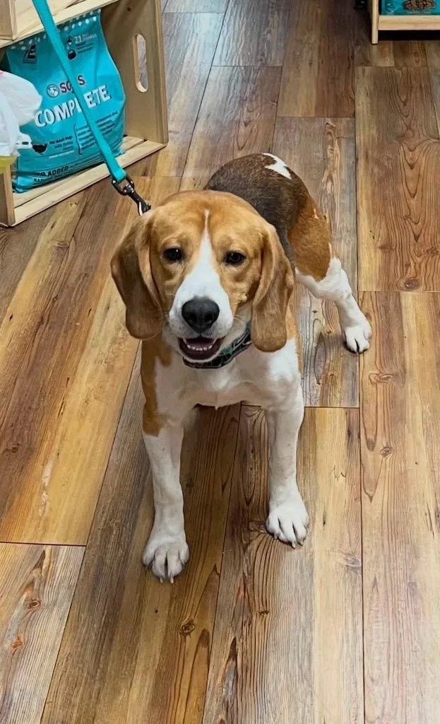 Hank aka Bruno thumbnail 5