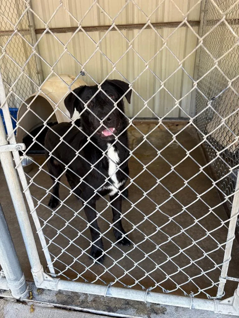 A young medium-sized female Collie dog named Jackie for adoption in Ada, OK
