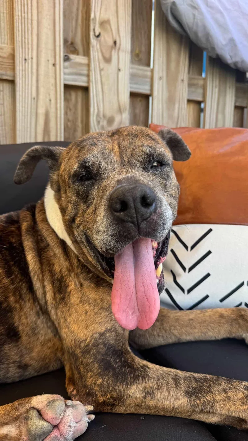 A senior large-sized male Brindle American Staffordshire Terrier dog named Dozer for adoption in Palm springs, FL