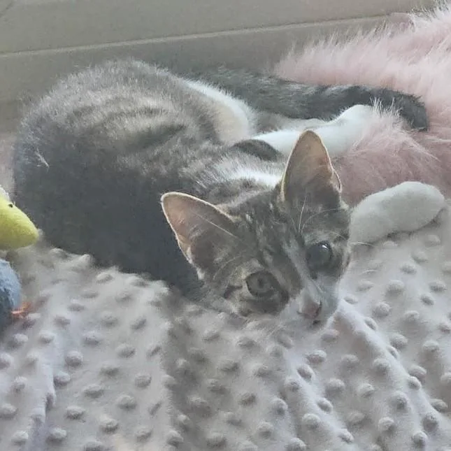 A baby extra large-sized male White Tabby cat named Kotter for adoption in Allen, TX