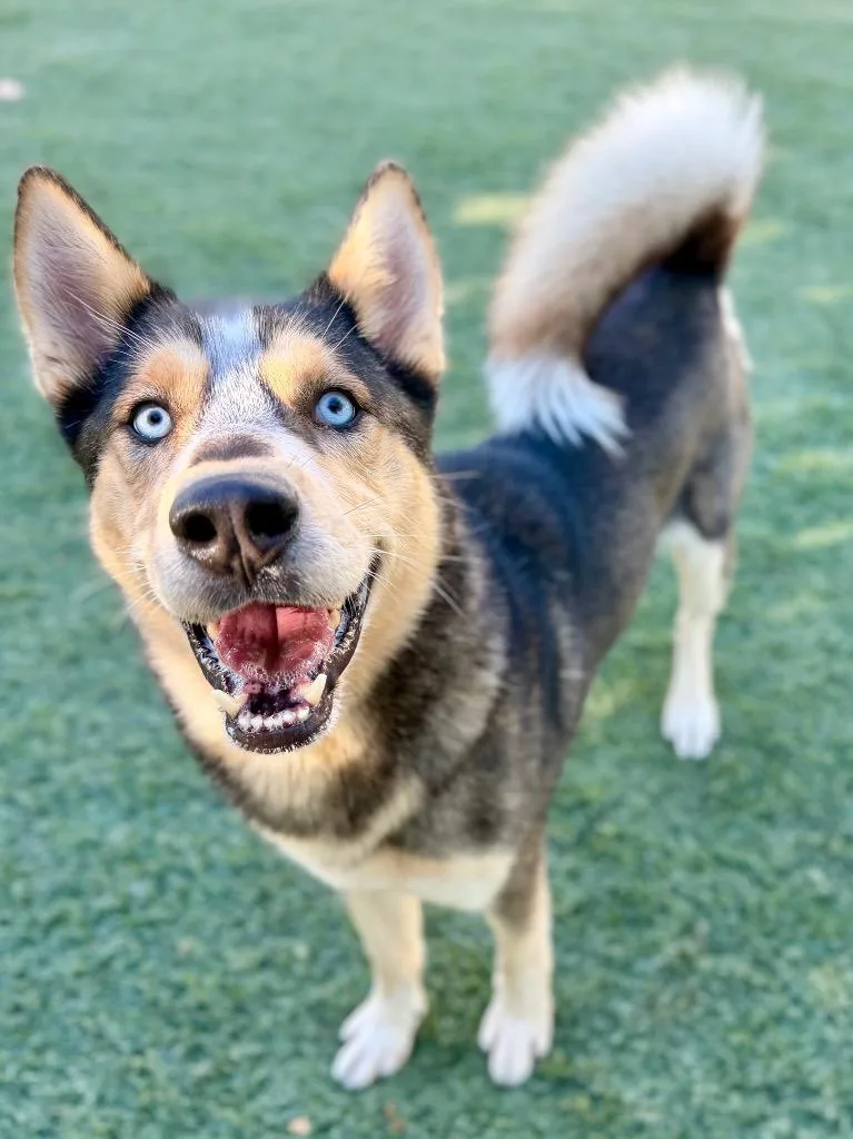 An adult large-sized male Husky dog named Simba for adoption in Chico, CA