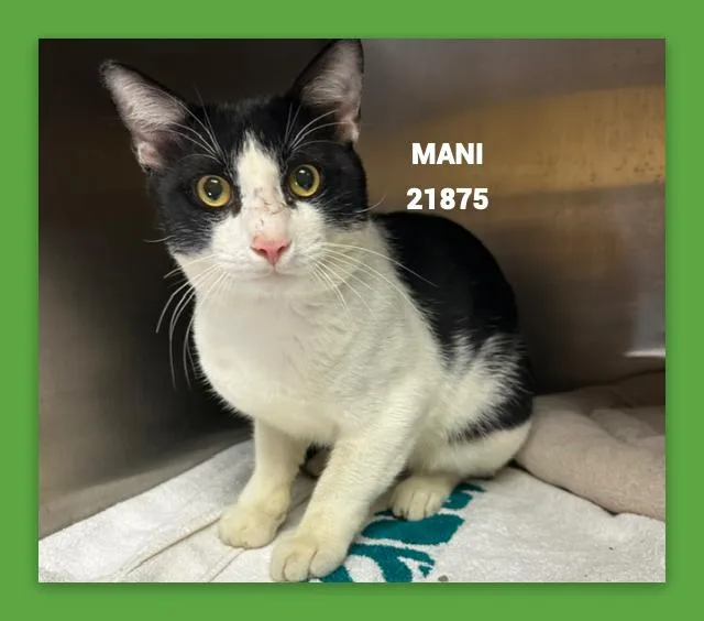 A young large-sized male Black & White / Tuxedo Domestic Short Hair cat named Mani for adoption in Marietta, GA