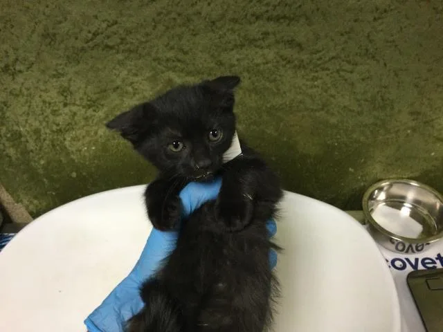 A baby small-sized female Domestic Short Hair cat named Nevada for adoption in Riverside, CA