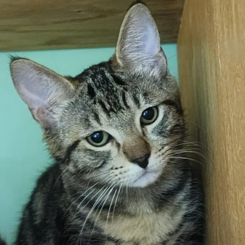 A baby small-sized male Brown / Chocolate Domestic Short Hair cat named Mocha for adoption in Shinnston, WV