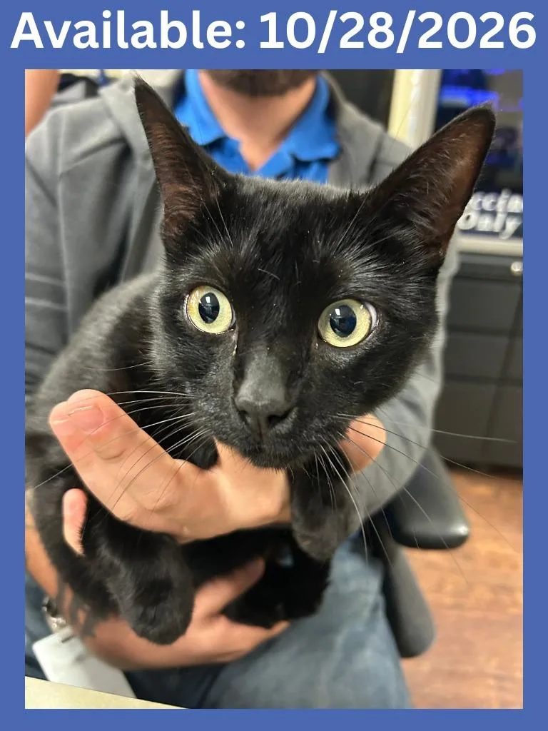 An adult large-sized male Domestic Short Hair cat named Cat Condo Milo for adoption in Greenville, TX