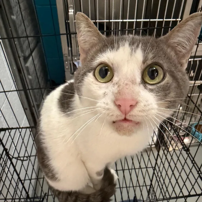 A senior medium-sized male Gray / Blue / Silver Domestic Short Hair cat named Boo Boo for adoption in Troy, VA