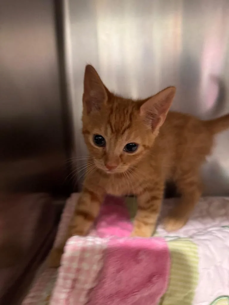 A baby small-sized female Domestic Short Hair cat named Sunny for adoption in Labelle, FL