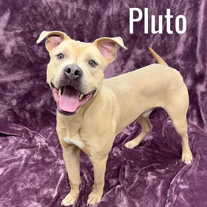 A young medium-sized male Mixed Breed dog named Pluto for adoption in Pleasantville, NJ