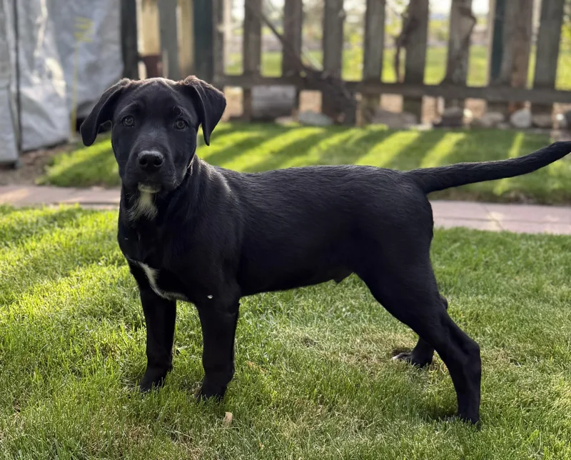 A baby medium-sized male American Staffordshire Terrier dog named Moose for adoption in Twin Falls, ID