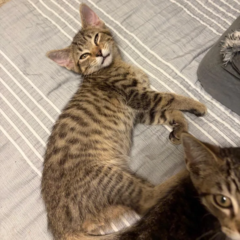 A baby small-sized male Domestic Short Hair cat named Will for adoption in Georgetown, KY