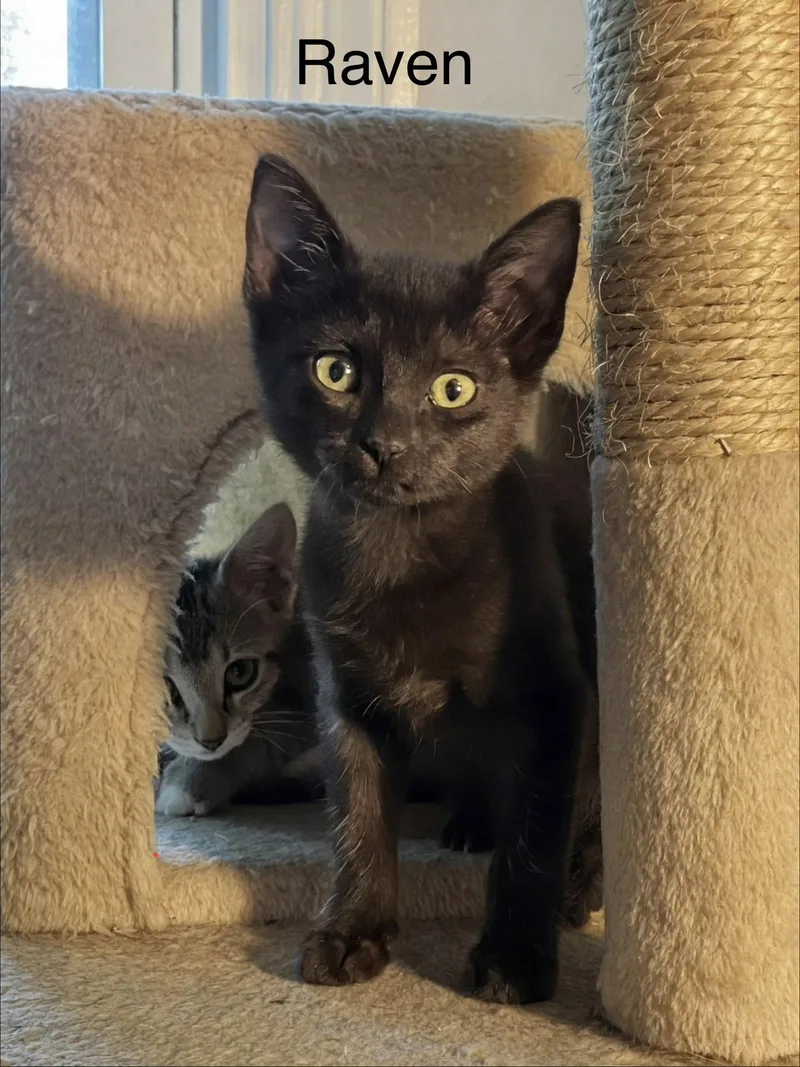 A baby small-sized female Domestic Short Hair cat named Raven C Weaver for adoption in Saunderstown, RI