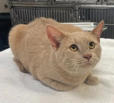 An adult small-sized male Domestic Short Hair cat named Uriel for adoption in Murphysboro, IL