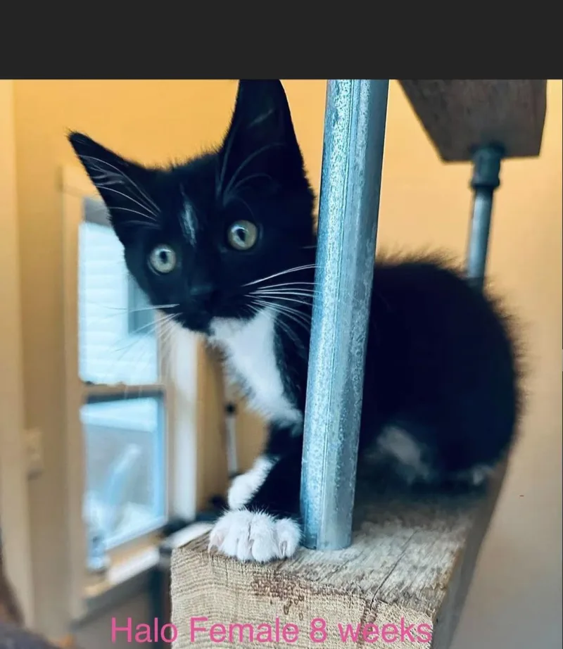 A young small-sized male Black & White / Tuxedo American Shorthair cat named Halo for adoption in Fort Payne, AL