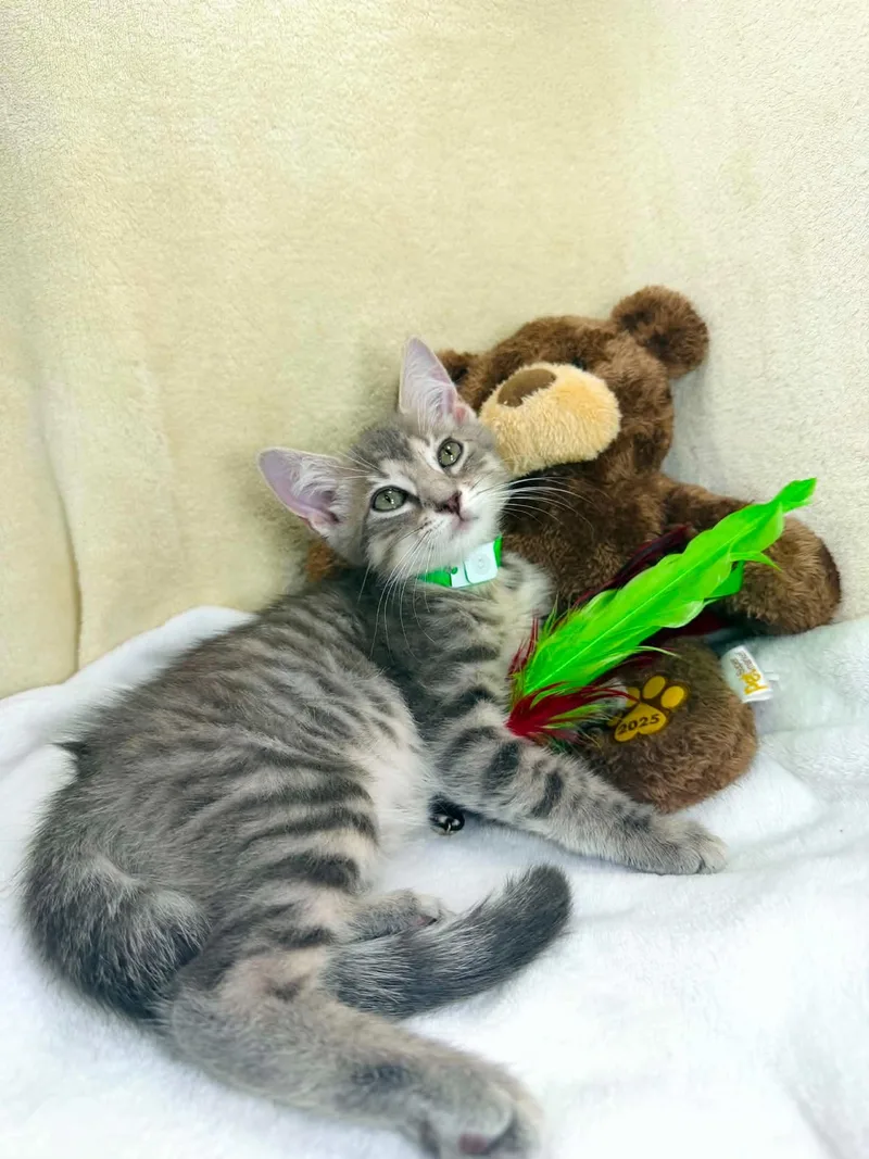 Sugar Monkey