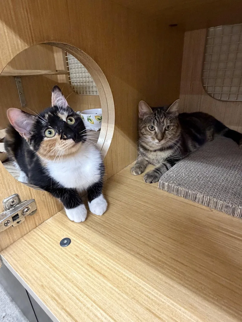 A young medium-sized female Domestic Short Hair cat named Amber & Beryl BONDED for adoption in Herndon, VA