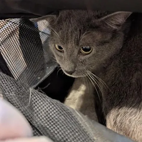 An adult large-sized male Gray / Blue / Silver Domestic Short Hair cat named Ghost for adoption in Lynchburg, VA
