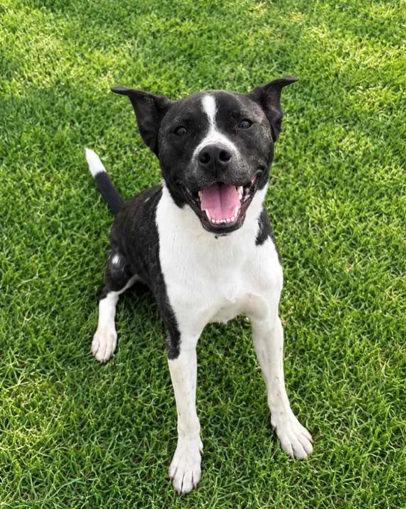 A young large-sized male Pit Bull Terrier dog named Elvis for adoption in Lagrange, IN