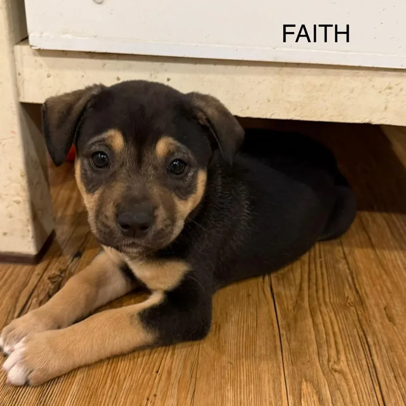 Faith thumbnail 3