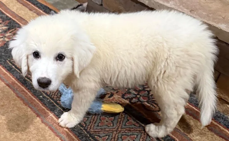 A baby extra large-sized female White / Cream Great Pyrenees dog named Dandelion for adoption in Larkspur, CO
