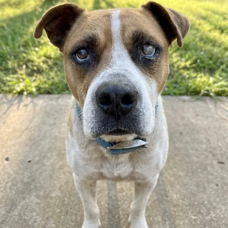 Cane