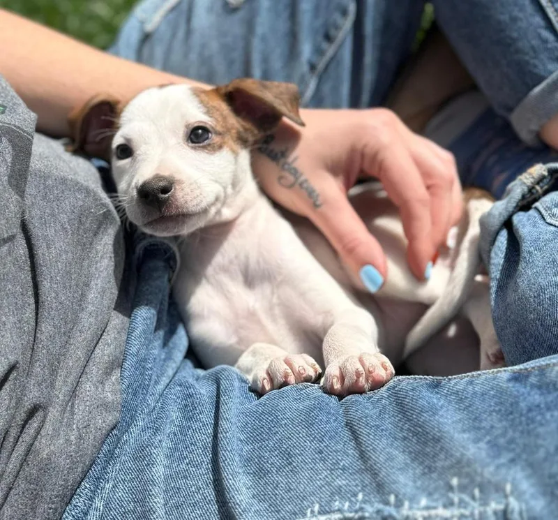 Wishbone thumbnail 2