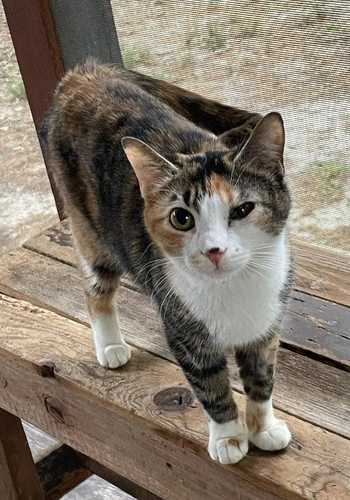 A young medium-sized female Calico cat named Mariska for adoption in Garner, NC