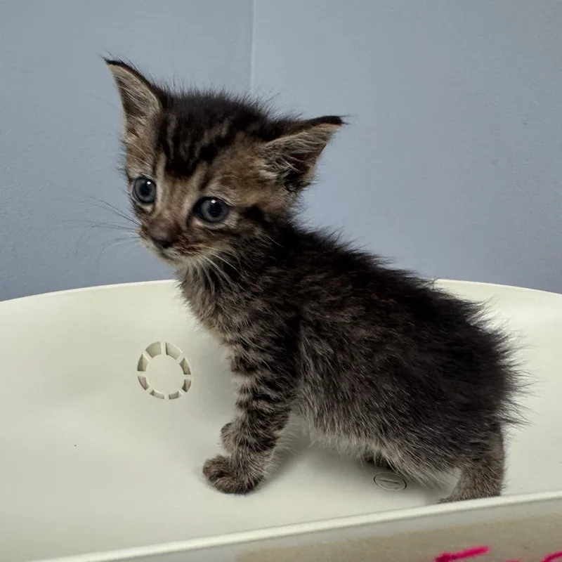 A baby small-sized male Gray / Blue / Silver Domestic Short Hair cat named Bananaphone for adoption in Columbus, GA