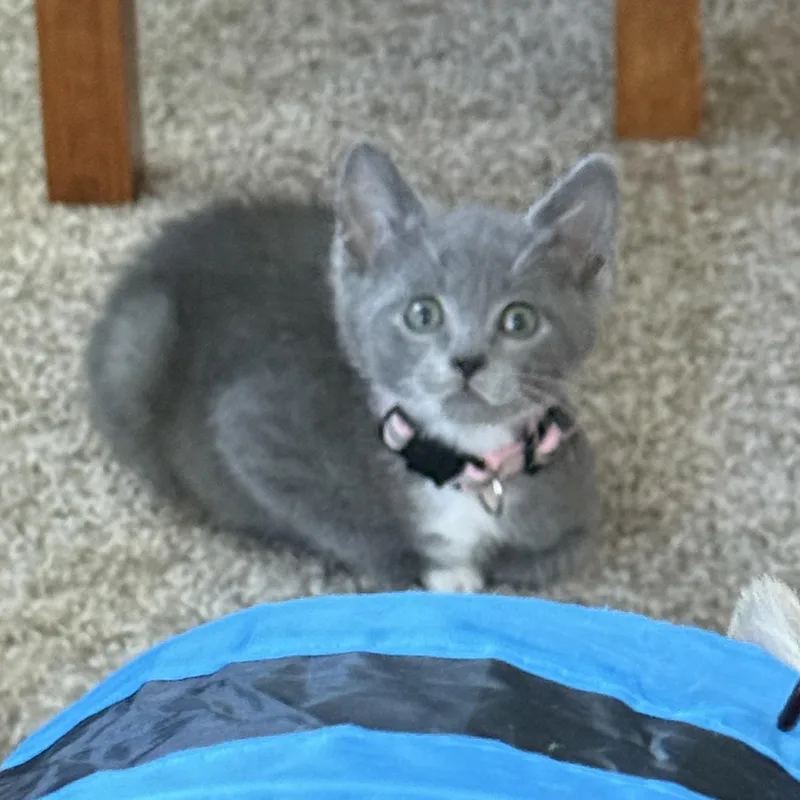 A baby medium-sized female Gray & White Domestic Short Hair cat named Phoenix for adoption in Pasco, WA