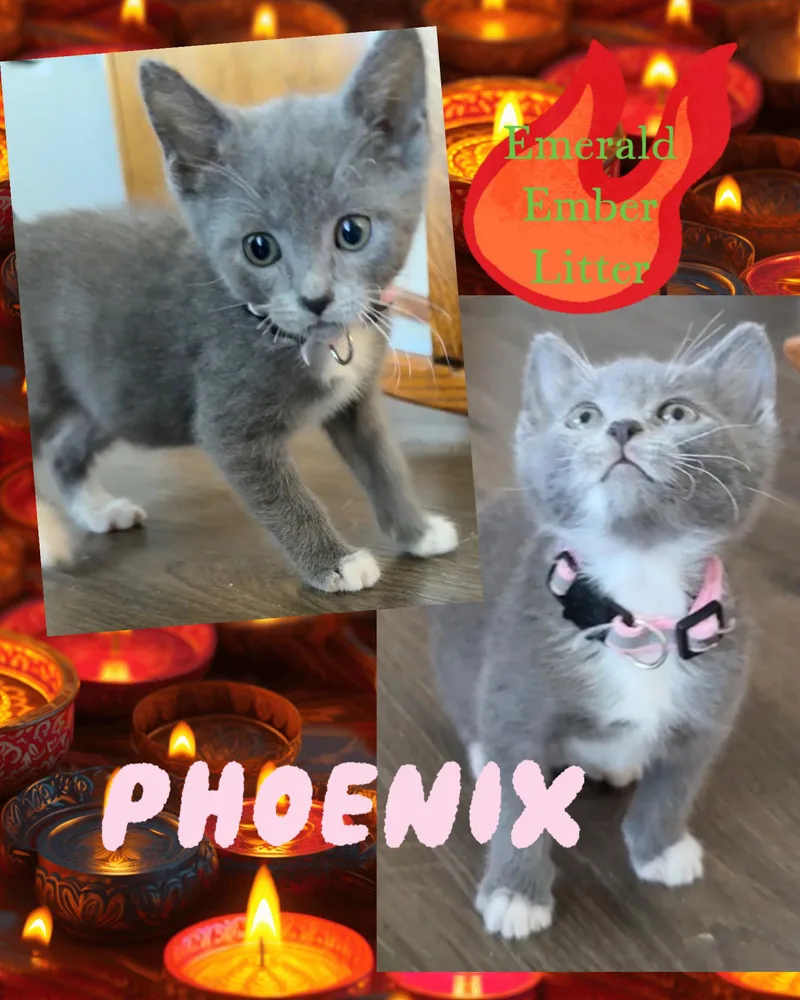 Phoenix thumbnail 4