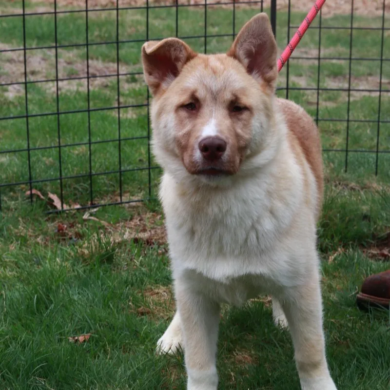 A baby large-sized male Brown / Chocolate Husky dog named Ct Pirate for adoption in Stormville, NY