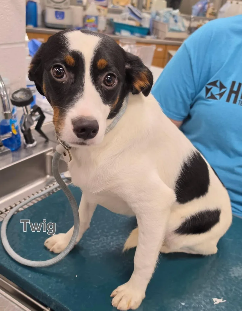 A baby small-sized male Bernese Mountain Dog dog named Twig for adoption in Ashland, OH