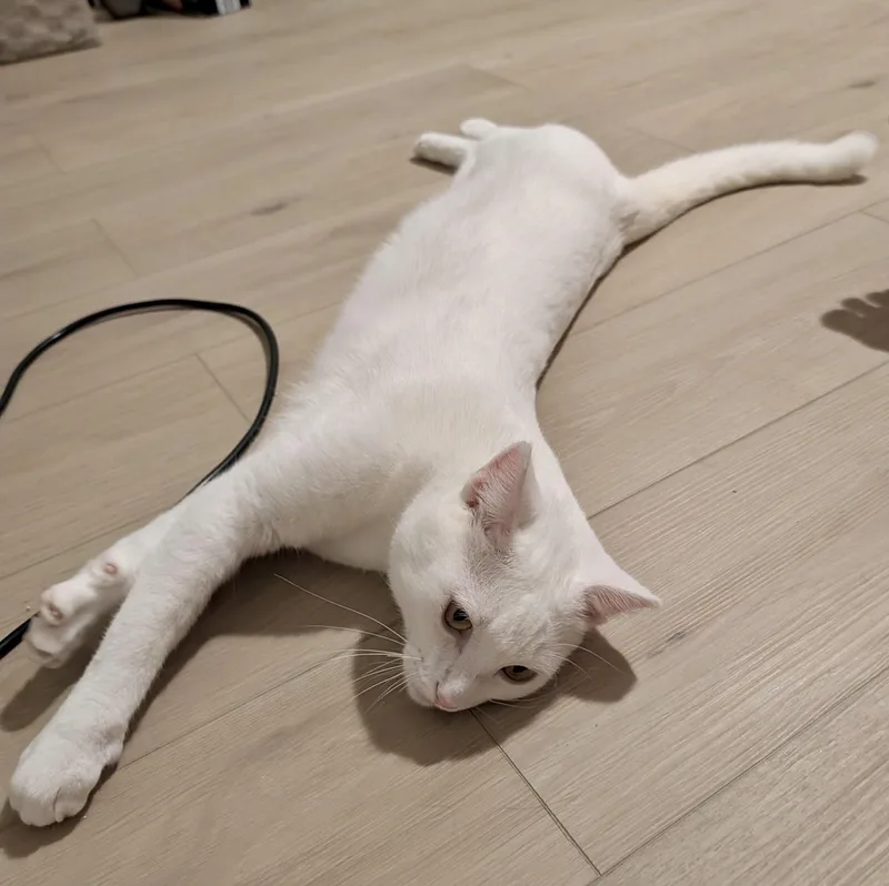 An adult medium-sized male Domestic Short Hair cat named Eggs for adoption in Tallahassee, FL