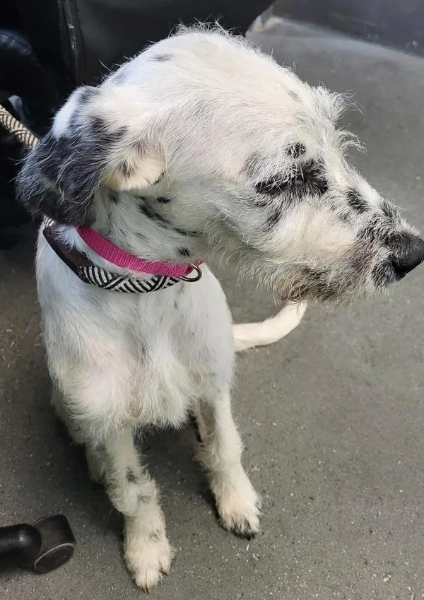 A young medium-sized female Schnauzer dog named Ic for adoption in Lawrenceville, GA