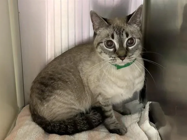 A young small-sized female Domestic Short Hair cat named Poppy for adoption in Colorado Springs, CO