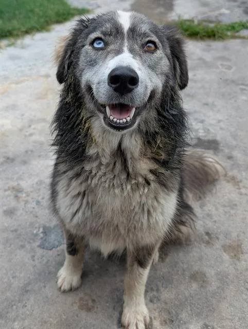 An adult medium-sized female Husky dog named Pickles for adoption in San Antonio, TX