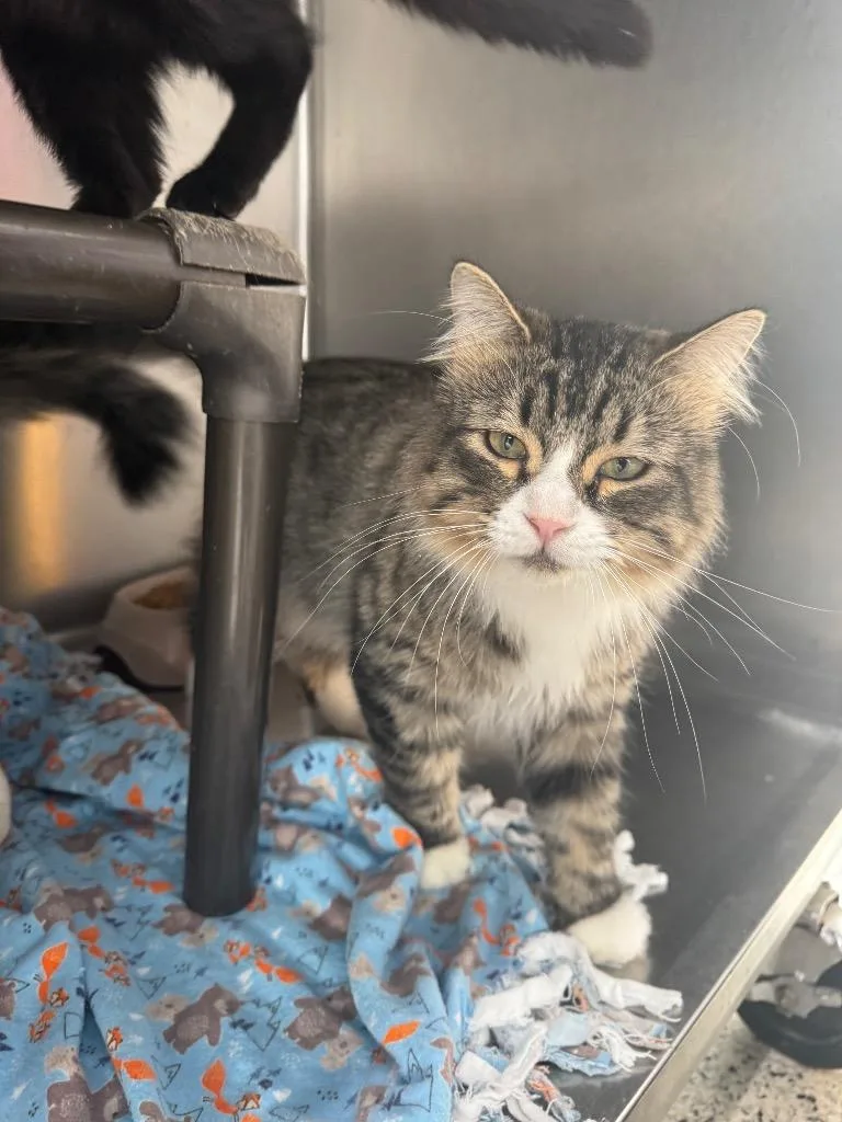 A young medium-sized male Domestic Medium Hair cat named Adkisson for adoption in Fort Lupton, CO