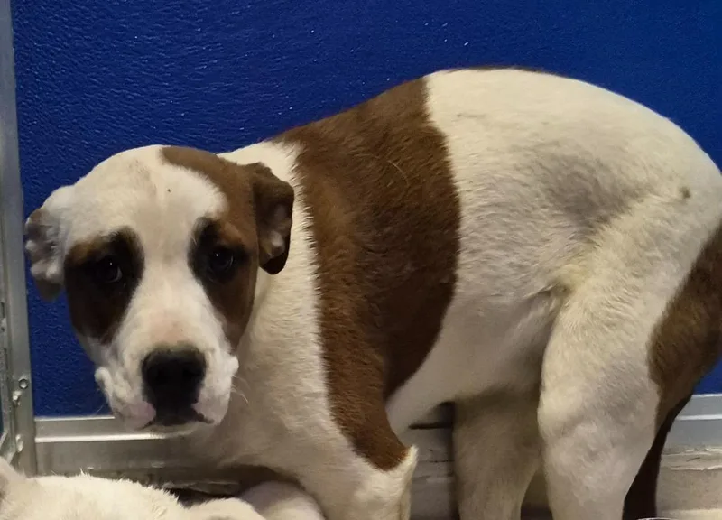 A baby medium-sized female Pit Bull Terrier dog named Bertha for adoption in Moriarty, NM