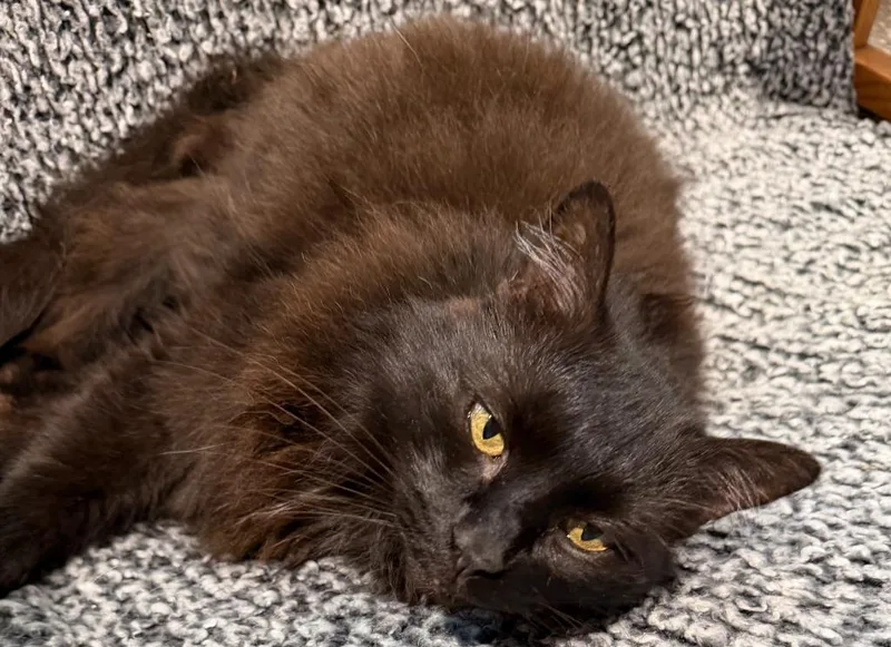 A senior medium-sized female Domestic Long Hair cat named Poppy for adoption in Cambridge, MD