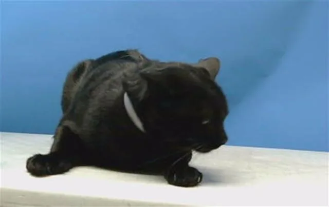 An adult medium-sized male Domestic Short Hair cat named Fush for adoption in Gardena, CA