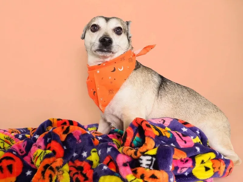 An adult small-sized male Chihuahua dog named Pimento for adoption in PHOENIX, AZ