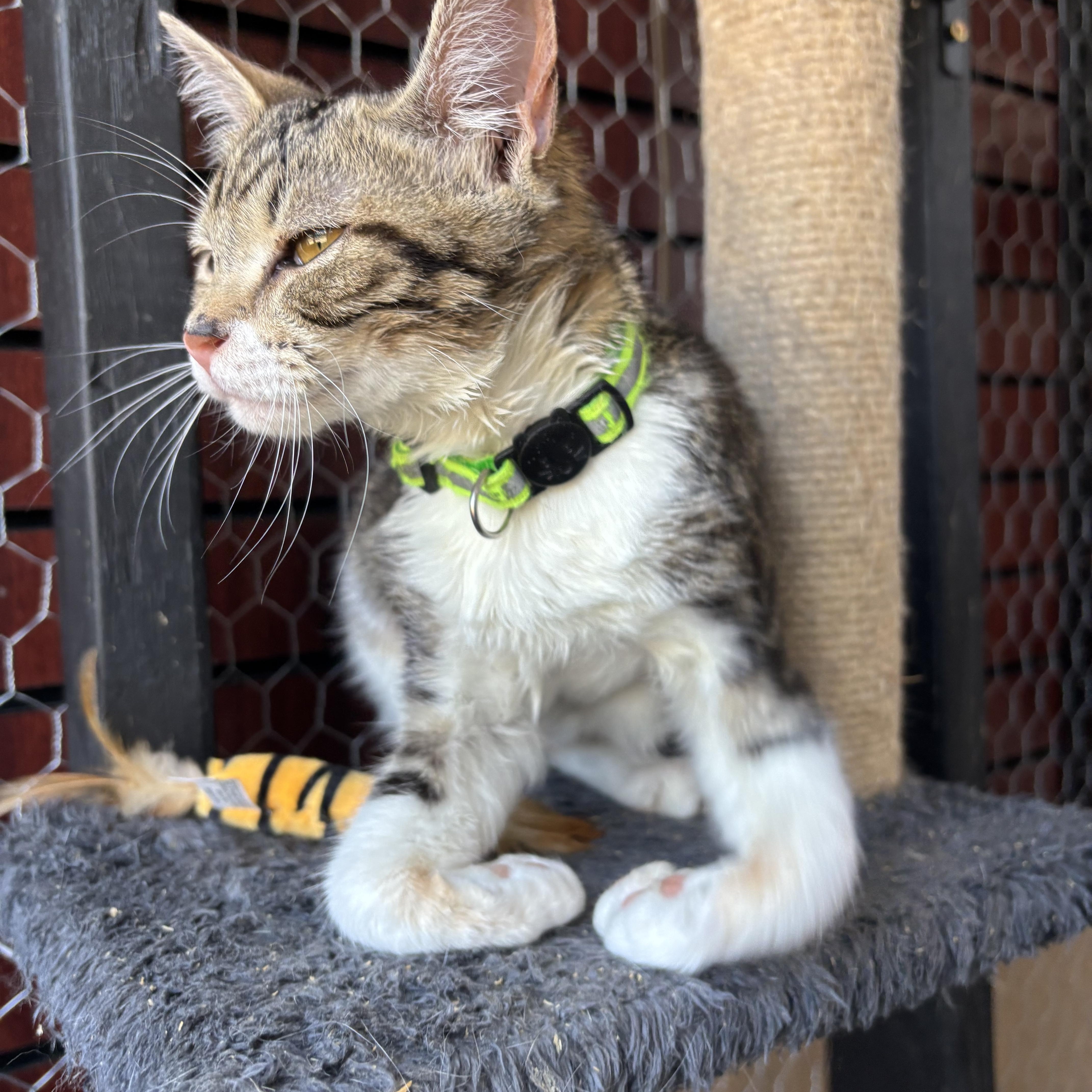 A baby small-sized female Tabby (Buff / Tan / Fawn) Domestic Short Hair cat named Harlequin for adoption in Galloway, NJ