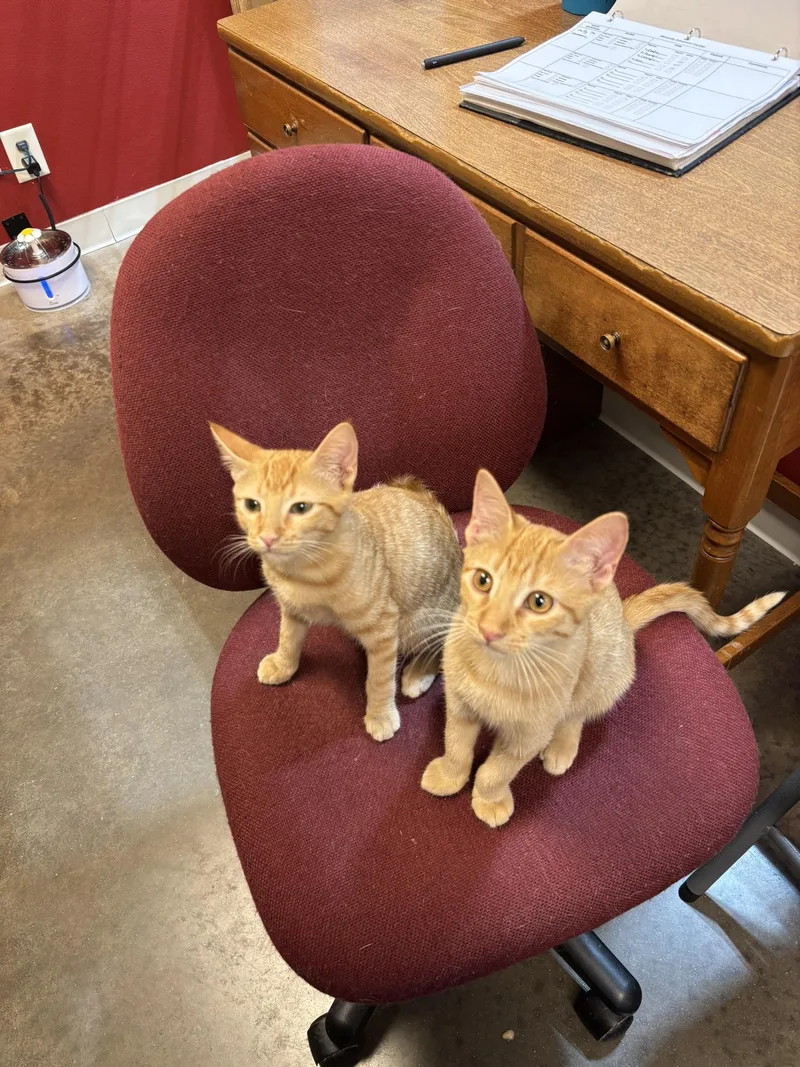 A young medium-sized male Tabby (Orange / Red) Domestic Short Hair cat named Orangie for adoption in Janesville, WI