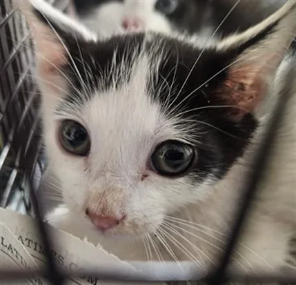 A baby medium-sized male Domestic Short Hair cat named Carl for adoption in Los Angeles, CA