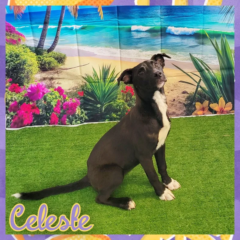 An adult medium-sized female Mixed Breed dog named Celeste for adoption in Daingerfield, TX